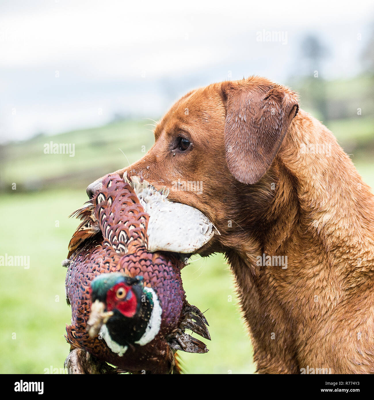 Il Labrador portante fagiano live su un tiro Foto Stock