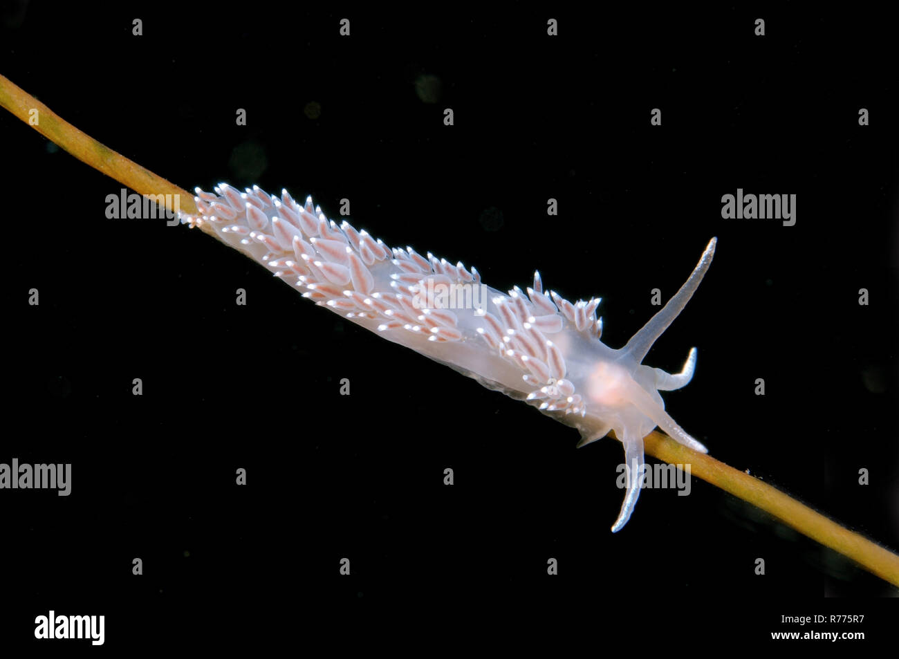 Nudibranch (Flabellina verrucosa), mare slug, Mare Bianco, Carelia, artiche, Federazione russa Foto Stock