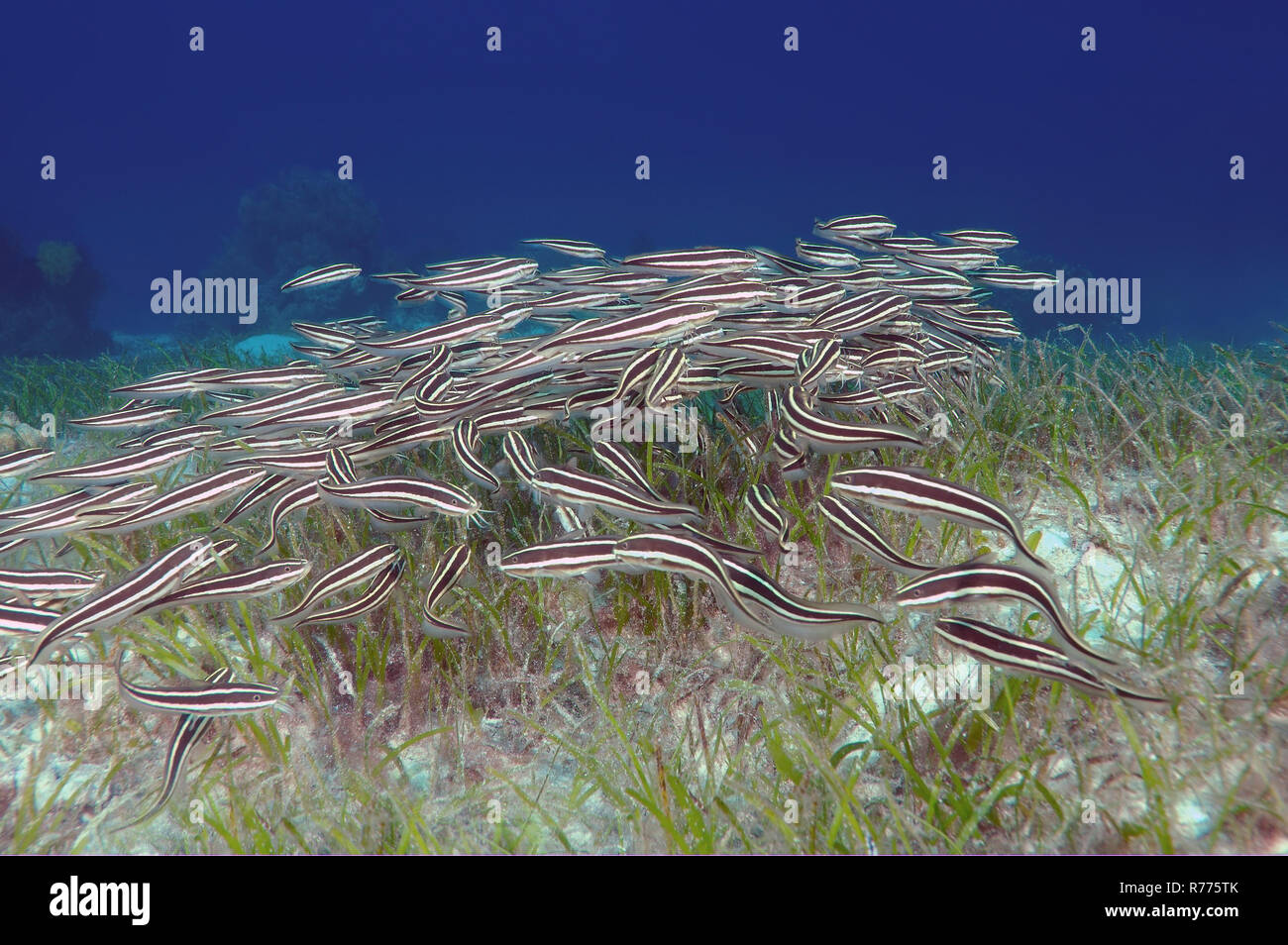 Anguilla striato Pesce Gatto (Plotosus lineatus), Bohol Sea, Cebu, Filippine Foto Stock