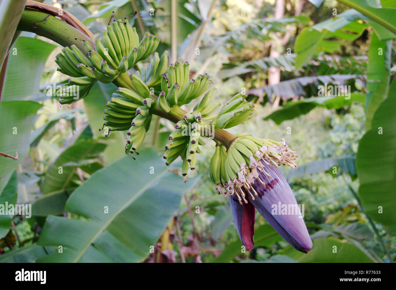 Infiorescenza di banana, parzialmente aperta e giovani frutti, banane (Musa sp.), Isola di Mahe, Seicelle Foto Stock