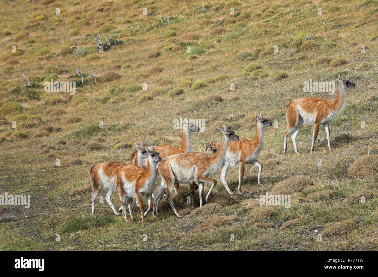 Gruppo di guanaco (Lama guanicoe) nella steppa, Parco Nazionale di Torres del Paine Patagonia cilena, Cile Foto Stock