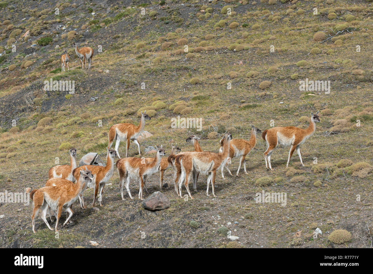 Gruppo di guanaco (Lama guanicoe) nella steppa, Parco Nazionale di Torres del Paine Patagonia cilena, Cile Foto Stock