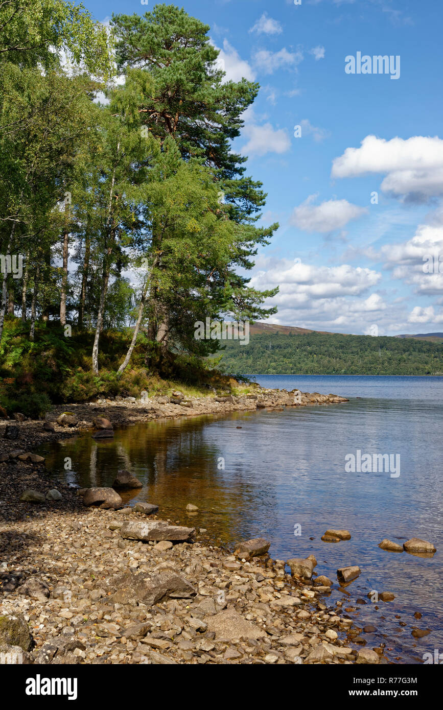 Di Betulle sulla costa sud di Loch Rannoch nei pressi di carie Foto Stock