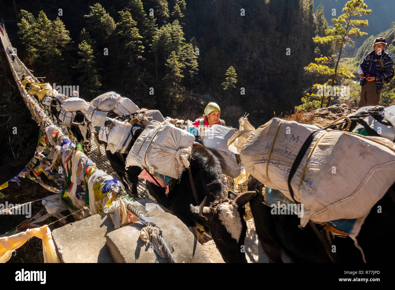 Il Nepal, Larja Dobhan, donna Sherpa guidare laden pack animali incrocio Larja superiore sospensione ponte sul Dudh Khosi river Foto Stock