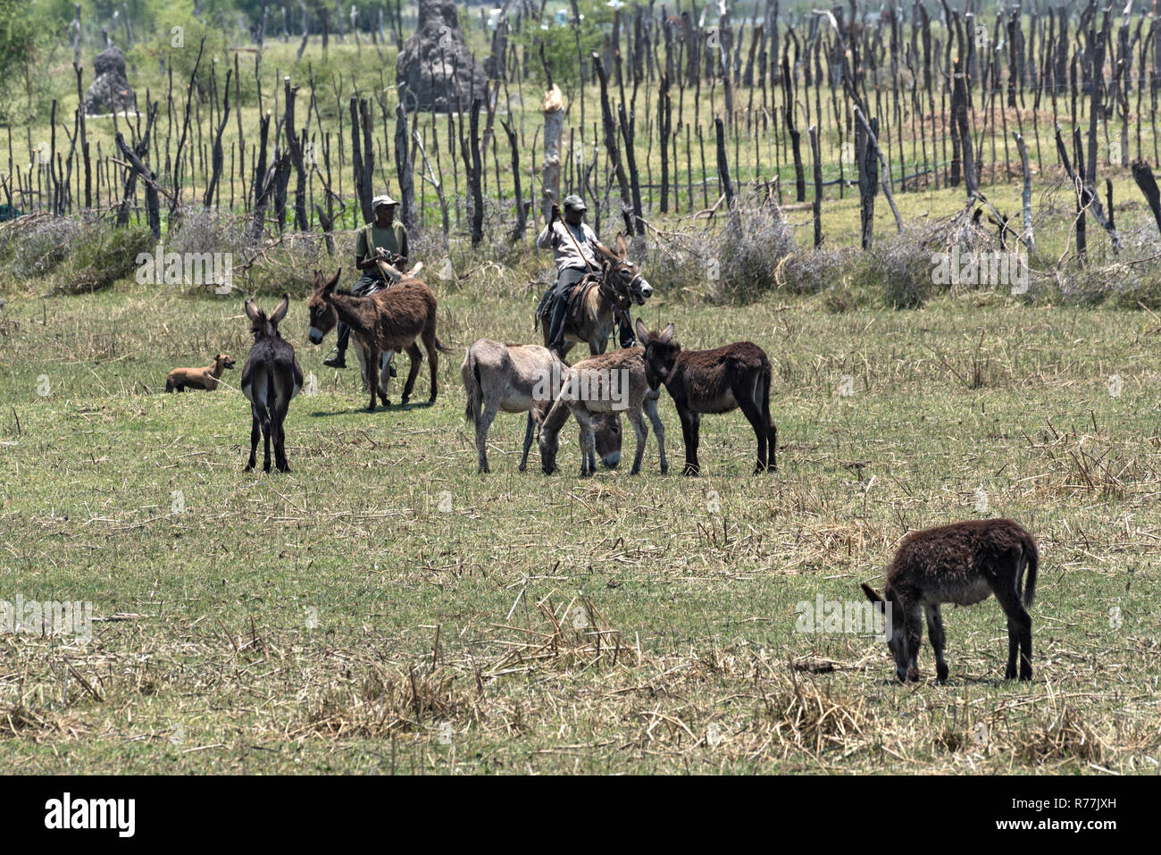 Il contadino a cavallo su asino sulla banca di thamalakane, fiume Okavango nel nord di maun, Botswana Foto Stock