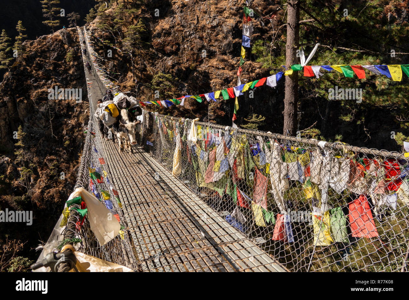 Il Nepal, Larja Dobhan, laden pack animali incrocio Larja superiore sospensione ponte sul Dudh Khosi river Foto Stock