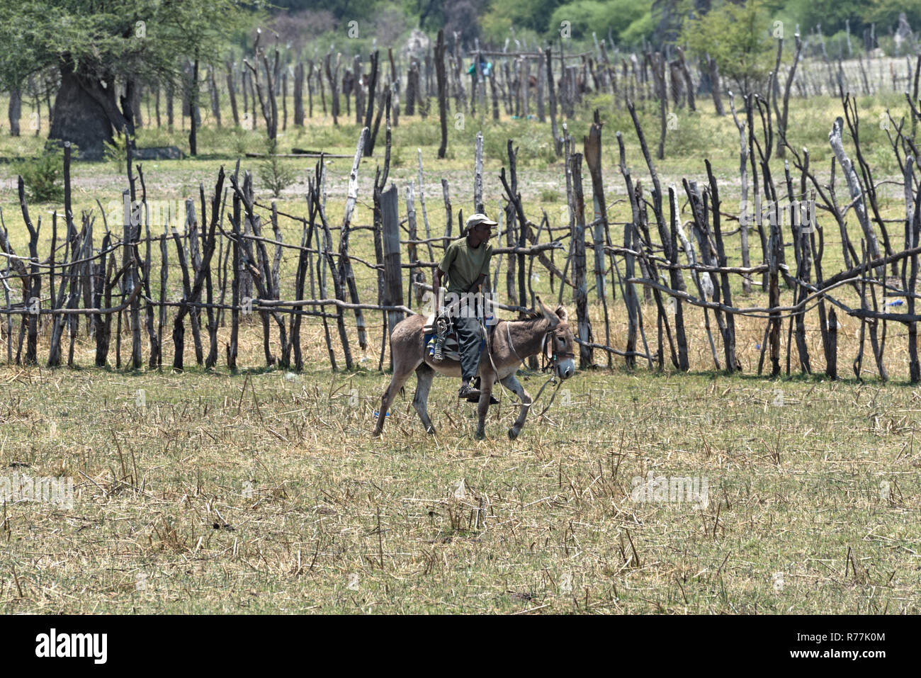 Il contadino a cavallo su asino sulla banca di thamalakane, fiume Okavango nel nord di maun, Botswana Foto Stock