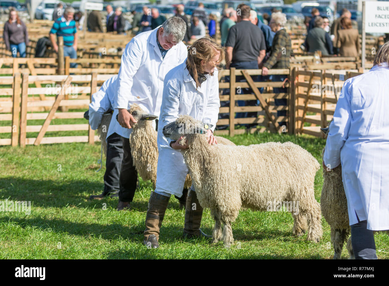 Pecore a giudicare in un paese mostrano Foto Stock