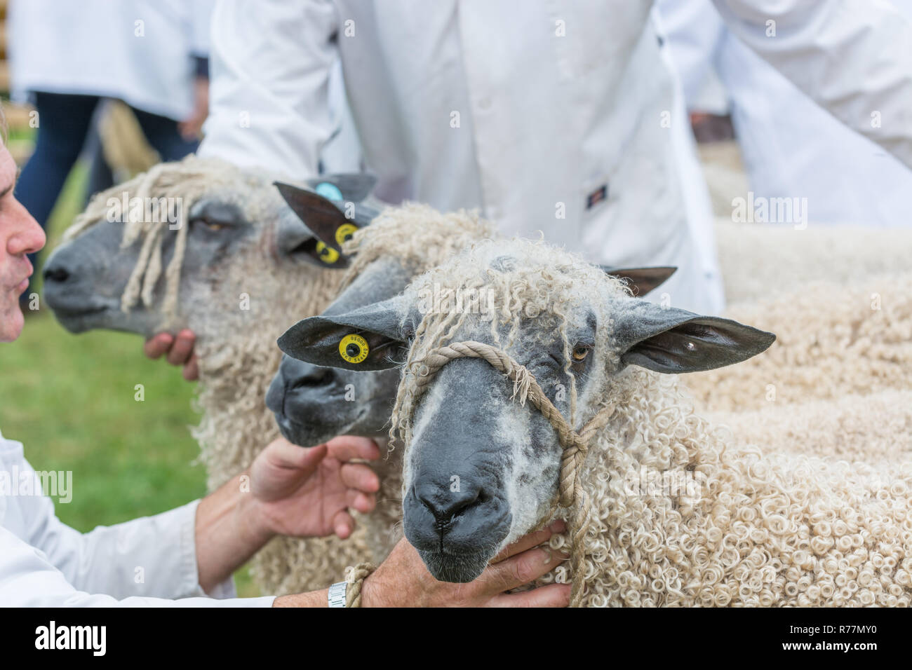 Pecore a giudicare in un paese mostrano Foto Stock
