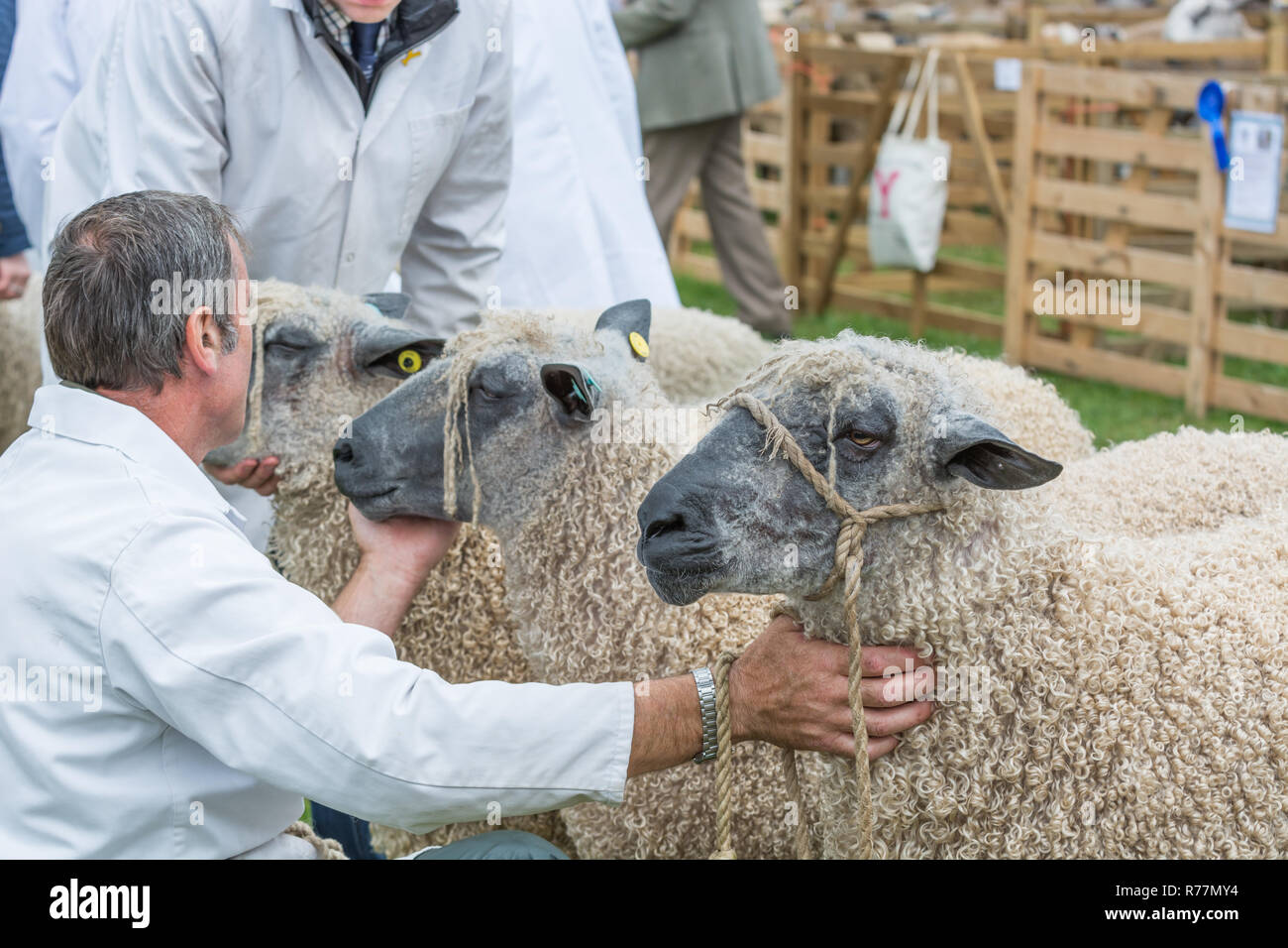 Pecore a giudicare in un paese mostrano Foto Stock