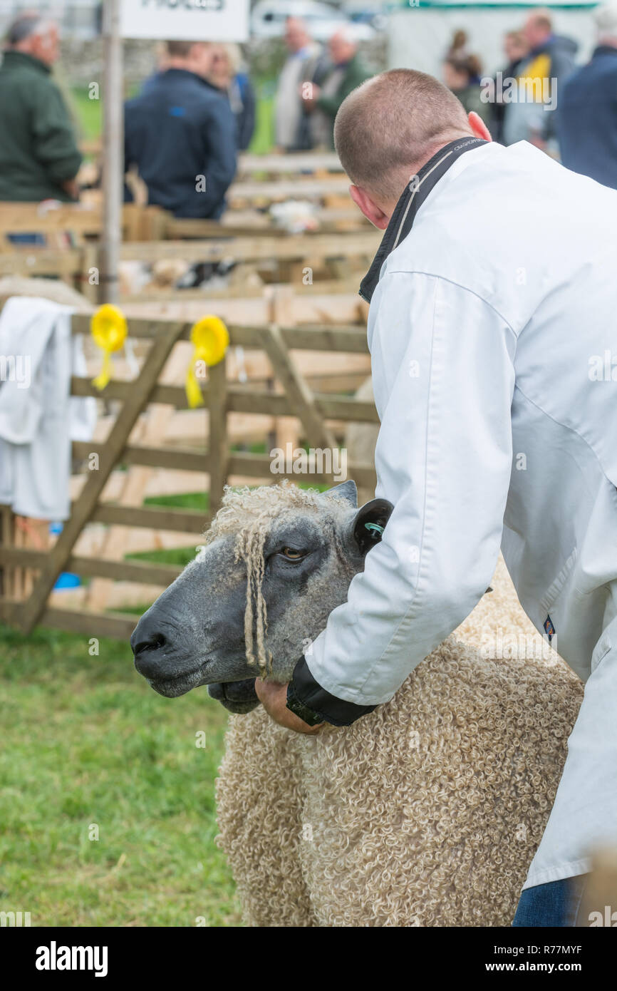 Pecore a giudicare in un paese mostrano Foto Stock