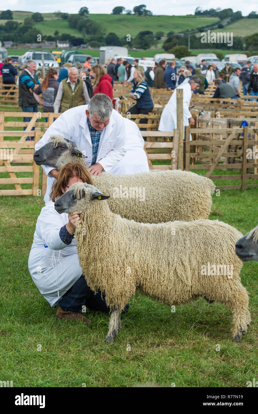 Pecore a giudicare in un paese mostrano Foto Stock