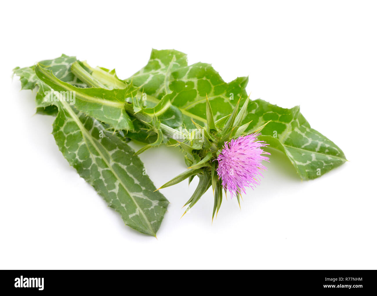 Silybum marianum ha altri nomi comuni includono cardus marianus, cardo, beata cardo, cardo mariano, Maria Thistle, Saint Mary's Thistl Foto Stock