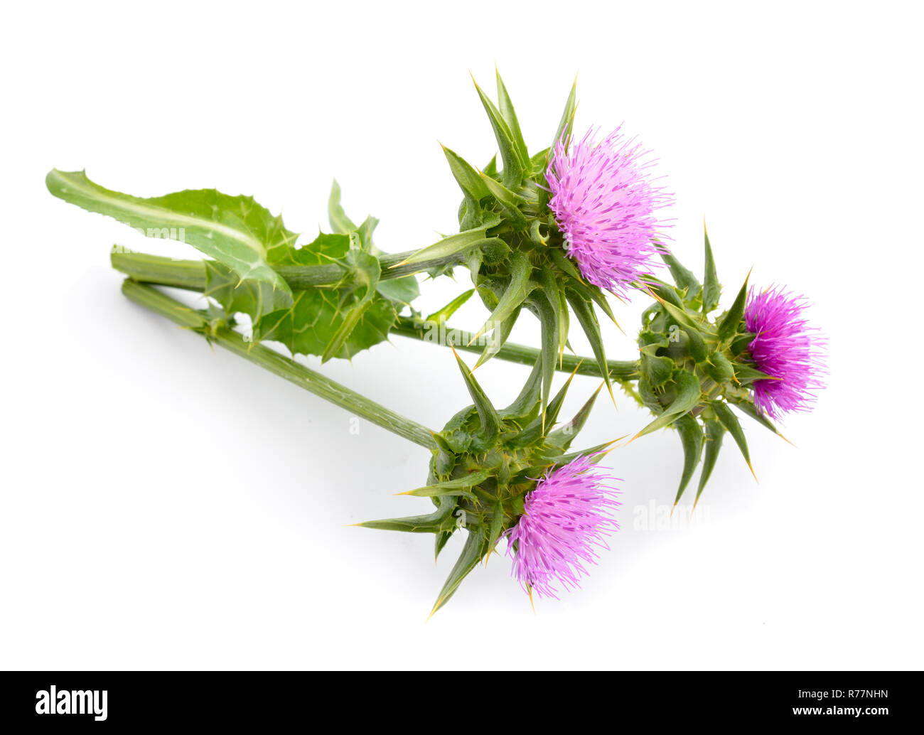 Silybum marianum ha altri nomi comuni includono cardus marianus, cardo, beata cardo, cardo mariano, Maria Thistle, Saint Mary's Thistl Foto Stock