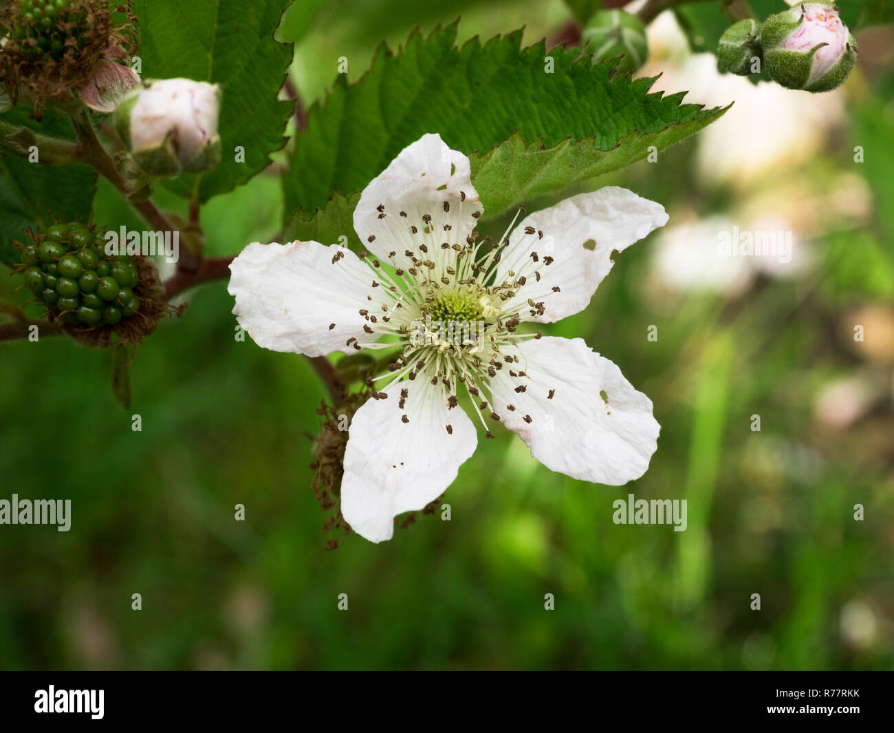 Primo piano di un bianco fiore di blackberry Foto Stock