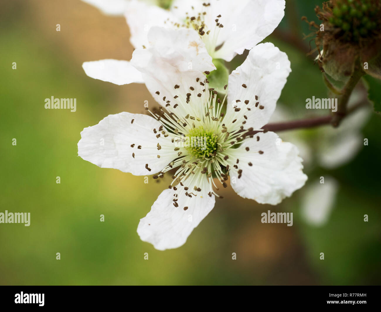 Primo piano di un bianco fiore di blackberry Foto Stock