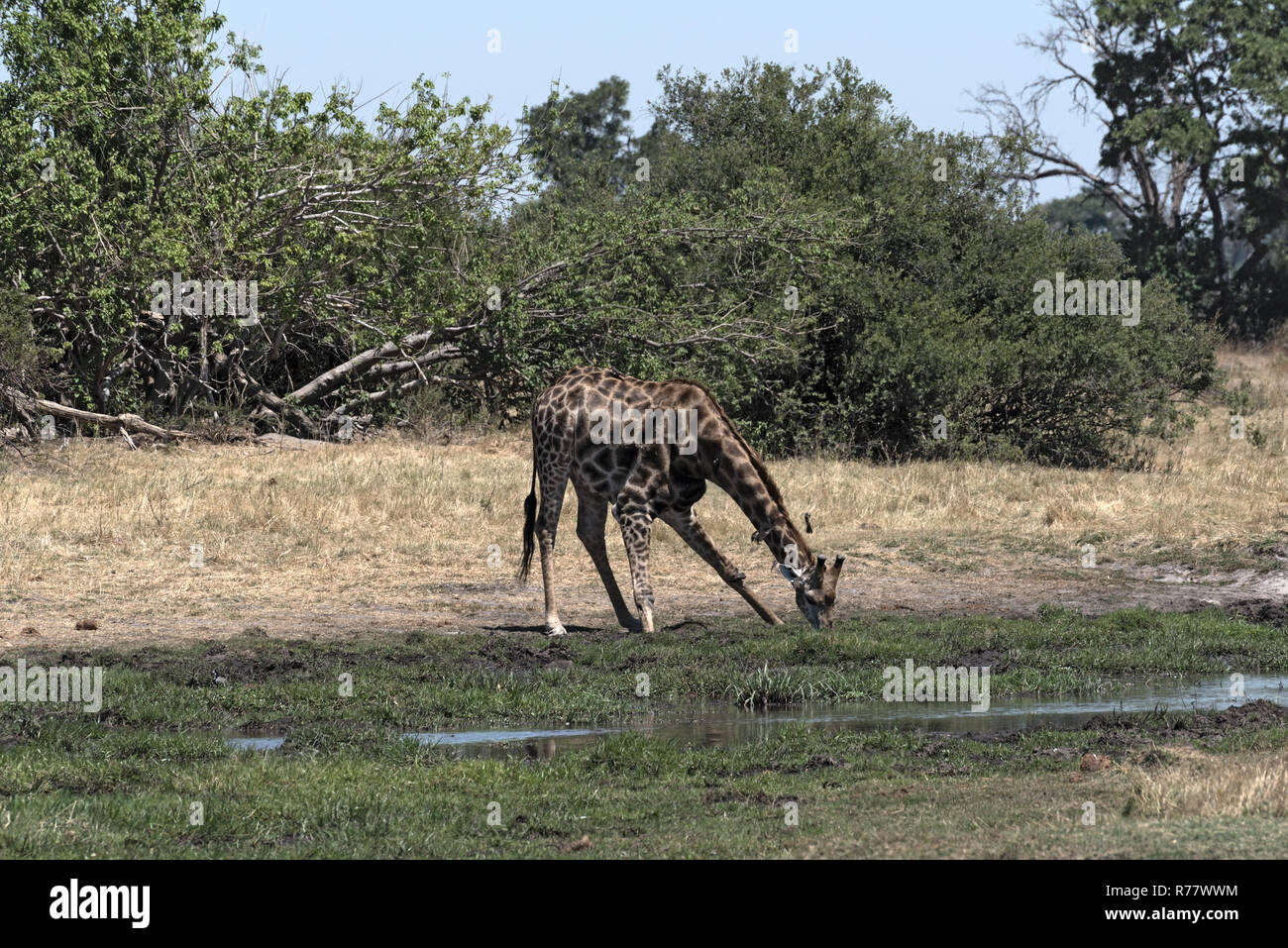 Giraffa potabile in Okavango Delta, Moremi Game Reserve, Botswana Foto Stock