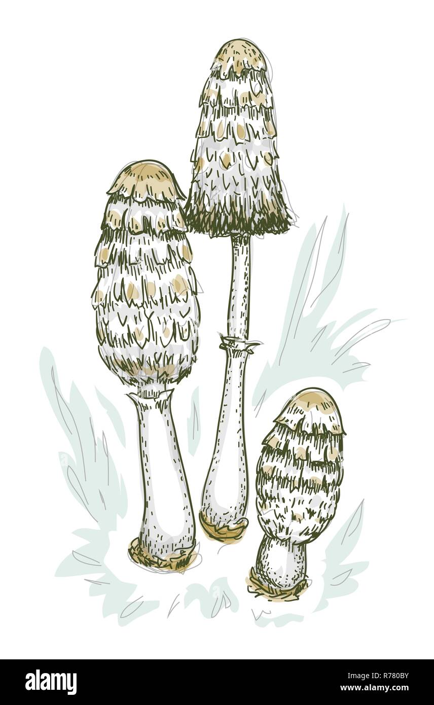 Coprinus comatus fungo. Illustrazione Vettoriale. Illustrazione Vettoriale