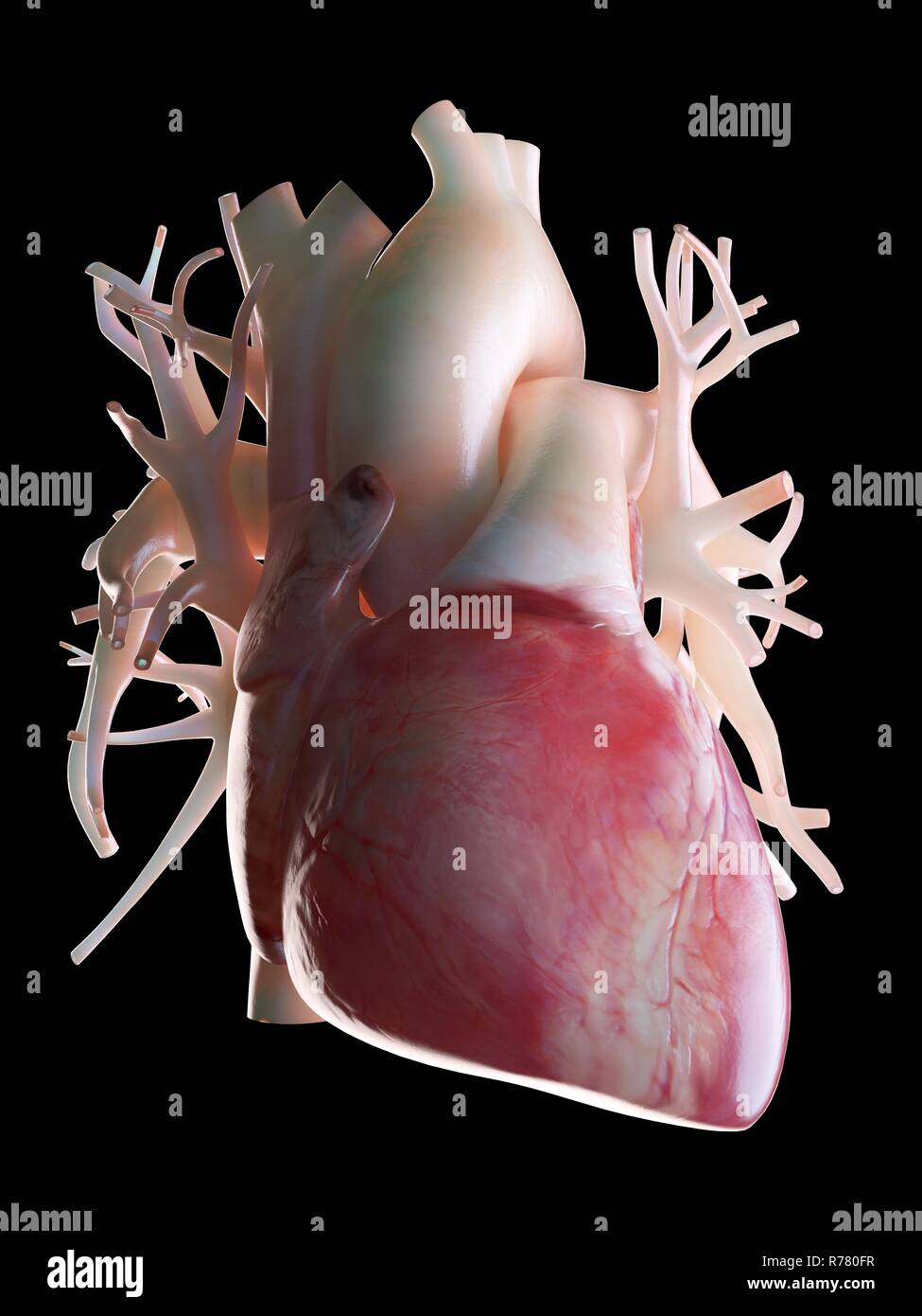 3d reso illustrazione di un cuore umano. Foto Stock