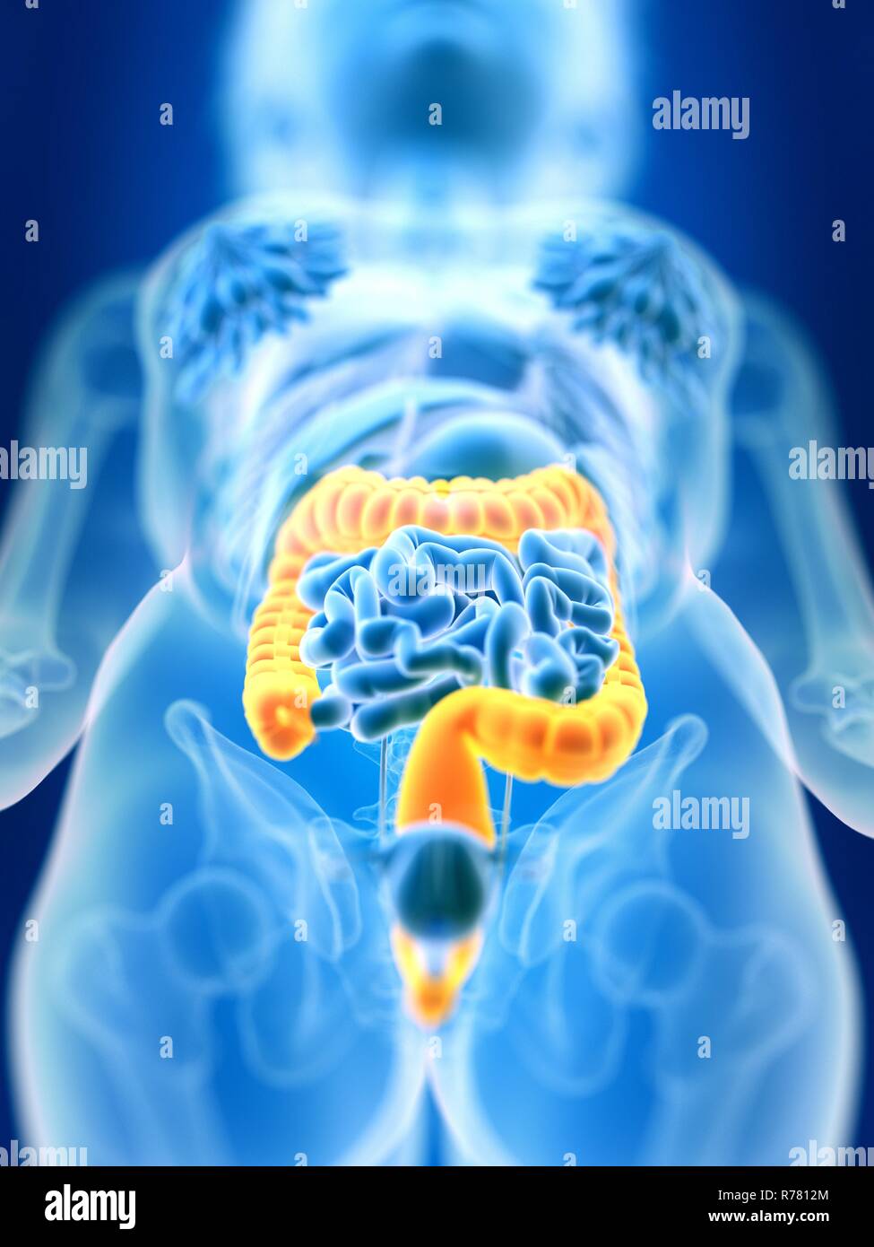 3d reso illustrazione del colon femmina. Foto Stock