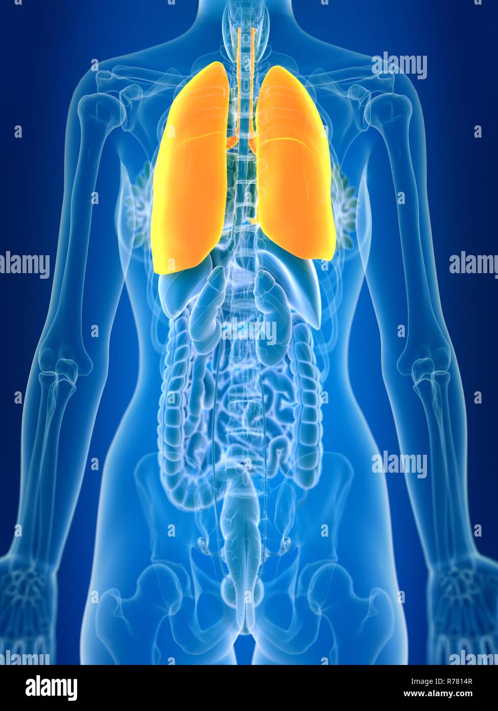 3d reso illustrazione del polmone femmina. Foto Stock