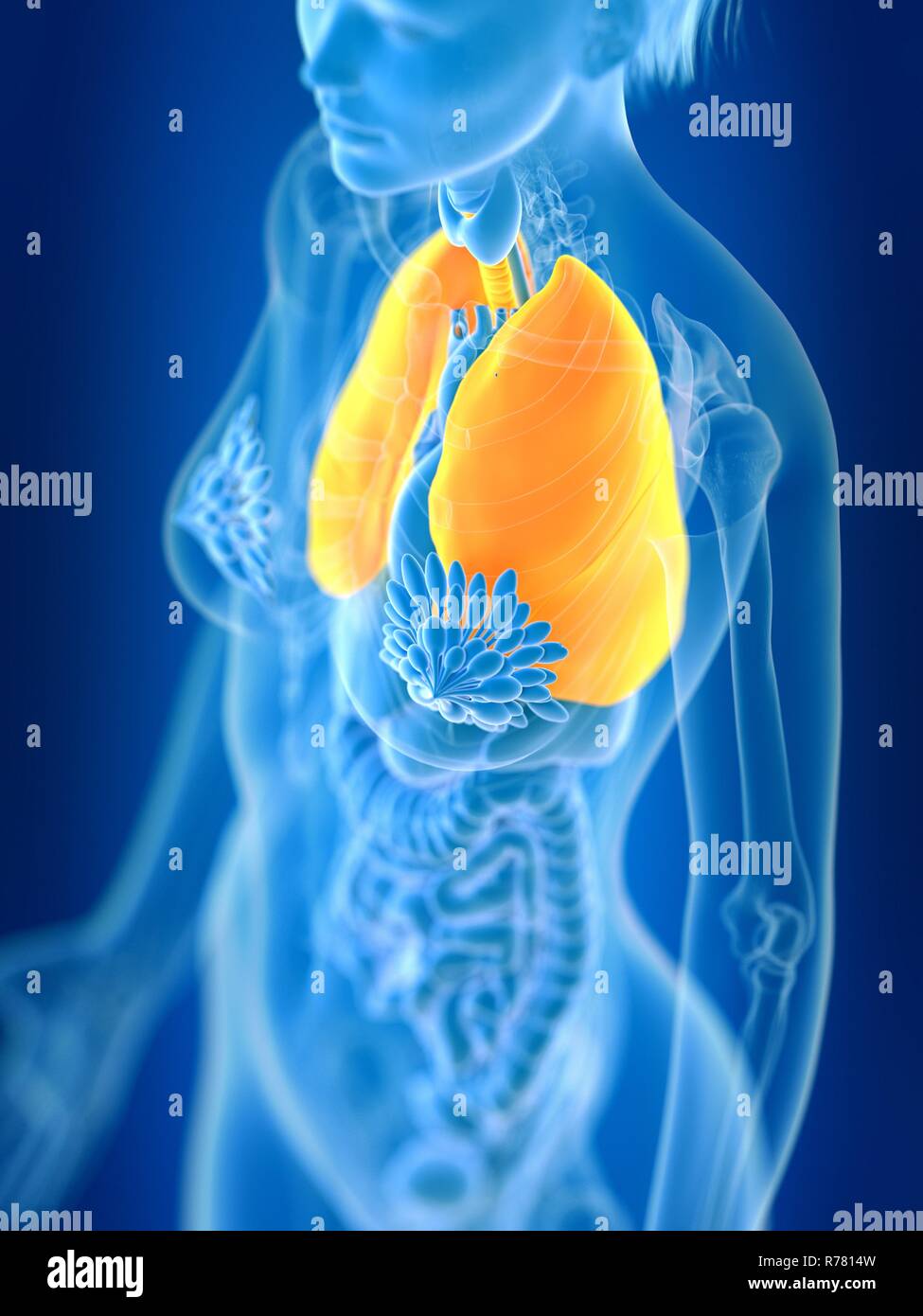 3d reso illustrazione del polmone femmina. Foto Stock