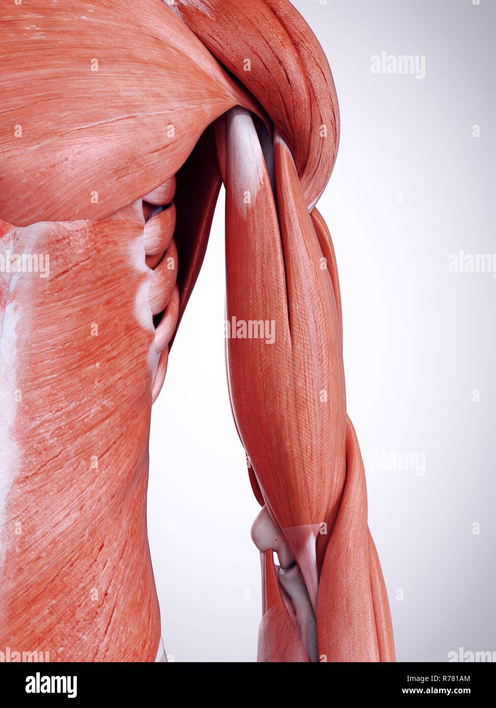 3d reso illustrazione del braccio superiore dei muscoli. Foto Stock 3d reso illustrazione del braccio superiore dei muscoli. Foto Stock