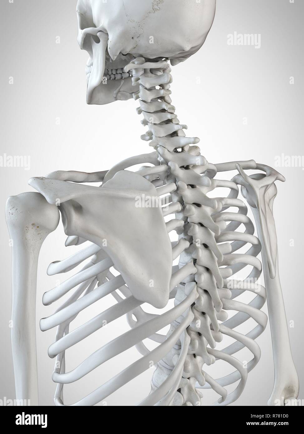 3d reso illustrazione dello scheletro indietro. Foto Stock