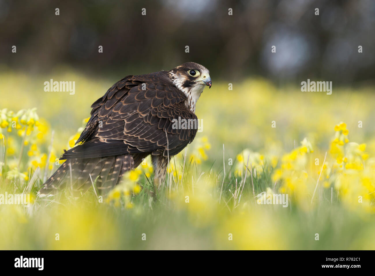 Falco pellegrino Falco peregrinus (prigioniero), capretti maschio, avanzamento sul kill, Hawk Conservancy Trust, Hampshire, Aprile Foto Stock