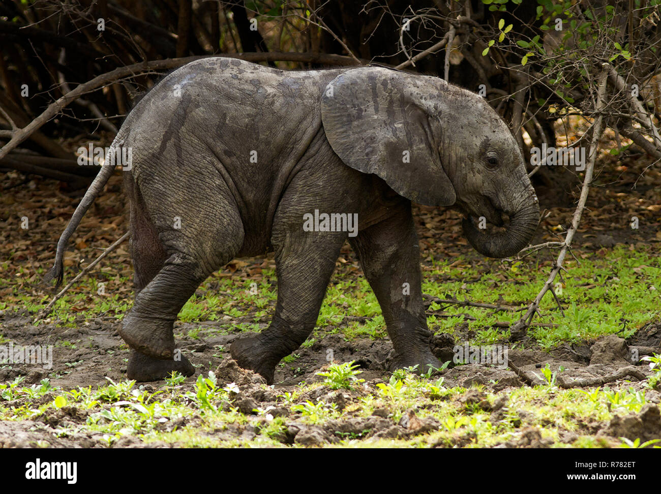 Un Baby Elephant vaga lungo il litorale fangose del Lago Siwandu dopo la mandria ha nuotato attraverso un canale del fiume Rufiji da una vicina isola Foto Stock