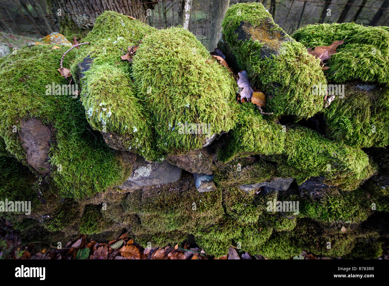 Muschi e licheni crescono a secco su un muro di pietra nel distretto di Peak UK Foto Stock