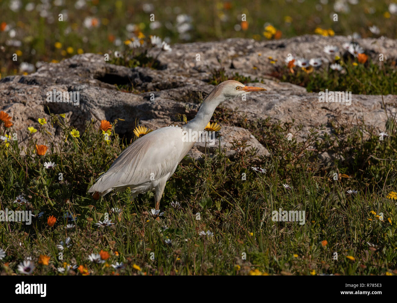 Airone guardabuoi, Bubulcus ibis, nella riserva Postberg, West Coast National Park, Sud Africa. Foto Stock