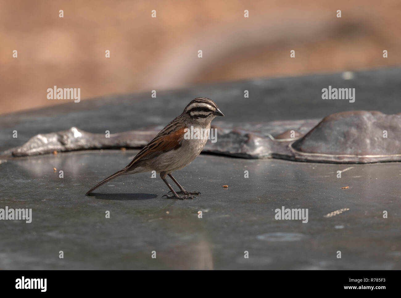 Cape bunting, Emberiza capensis, appollaiato su un modello, Cape Town, Sud Africa. Foto Stock