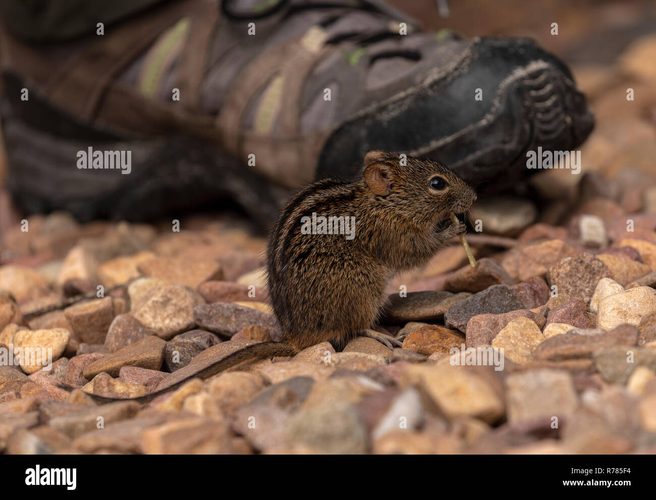 Striped Mouse Rhabdomys pumilio, alimentando in area picnic, Cape Point. Sud Africa. Foto Stock