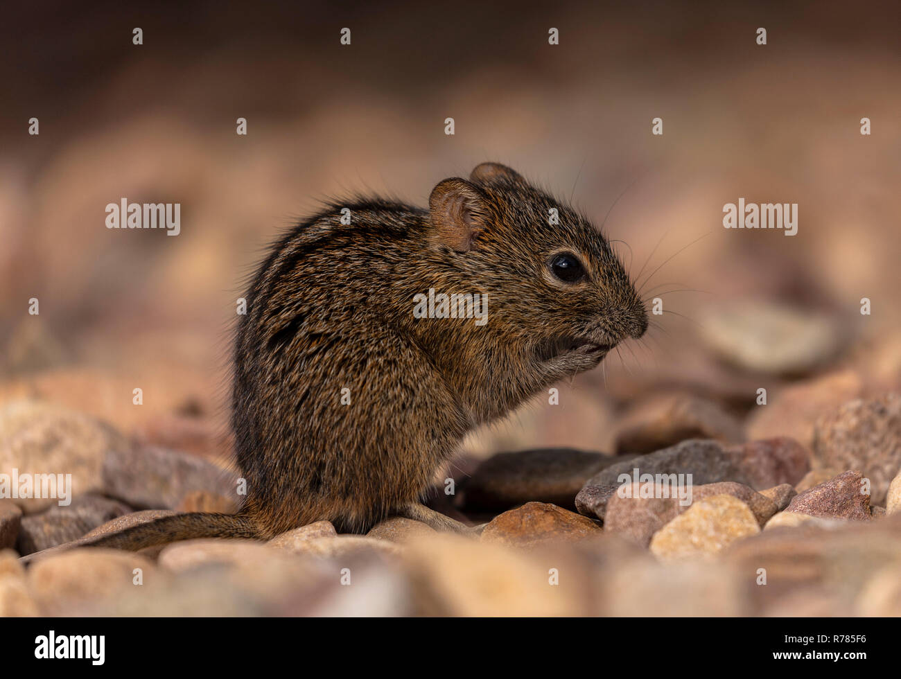 Striped Mouse Rhabdomys pumilio, alimentando in area picnic, Cape Point. Sud Africa. Foto Stock