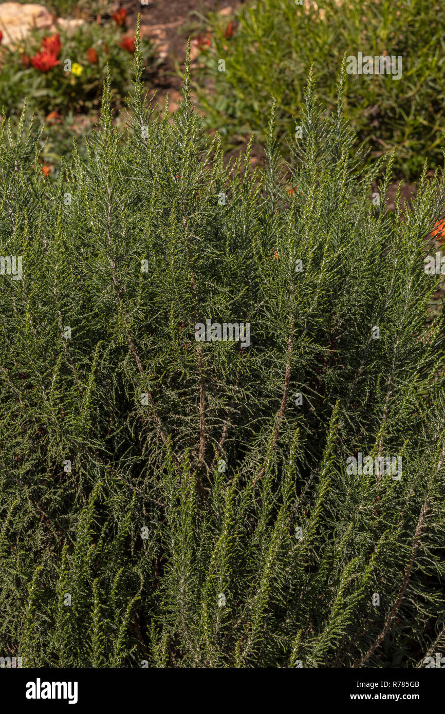 Rhenoster bush o Renosterbos, Dicerothamnus rhinocerotis, Renosterveld, Sud Africa. Foto Stock