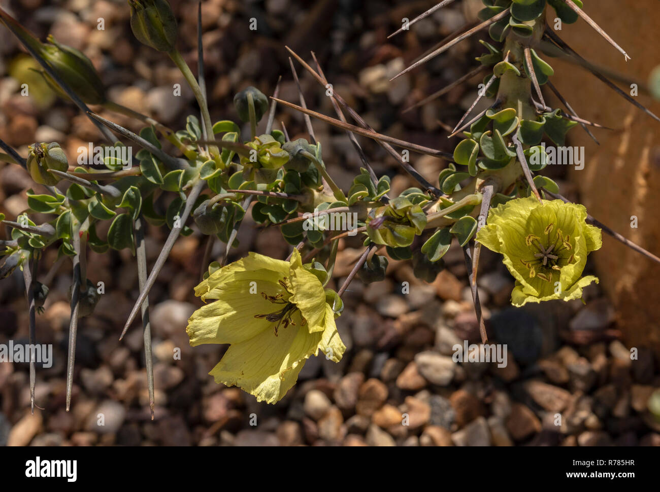 Candela boscimane, Monsonia spinosa, in fiore nel Namaqualand, Sud Africa. Foto Stock