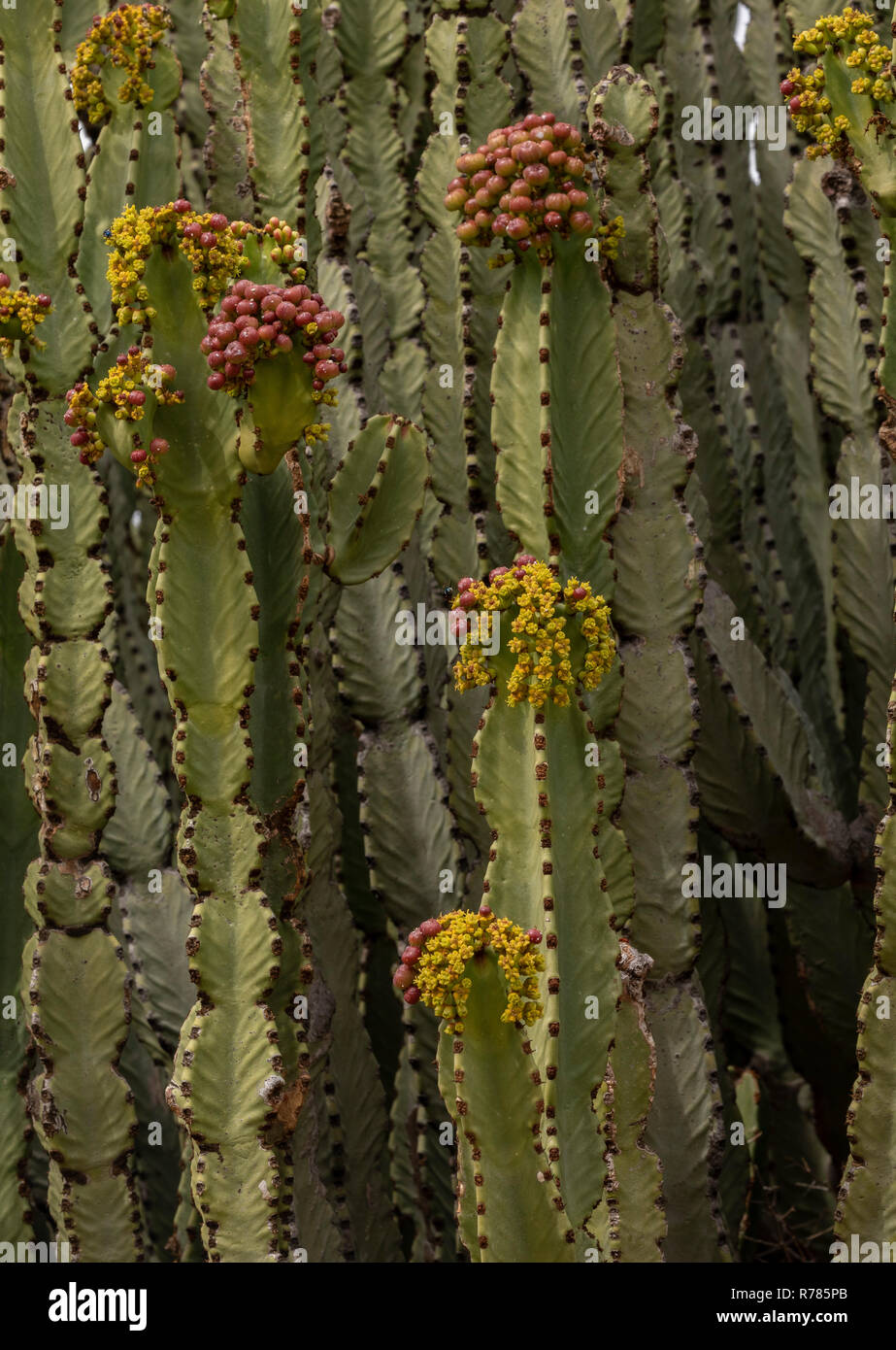 Candelabri tree, Euphorbia ingens, in fiore, Sud Africa. Foto Stock