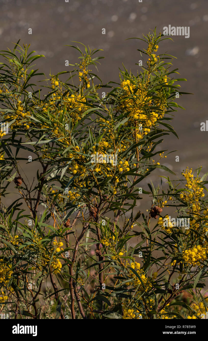 Port Jackson, Acacia saligna con un gallo-la formazione di ruggine fungo, Uromycladium tepperianum, utilizzato per il controllo di esso. Sud Africa. Foto Stock
