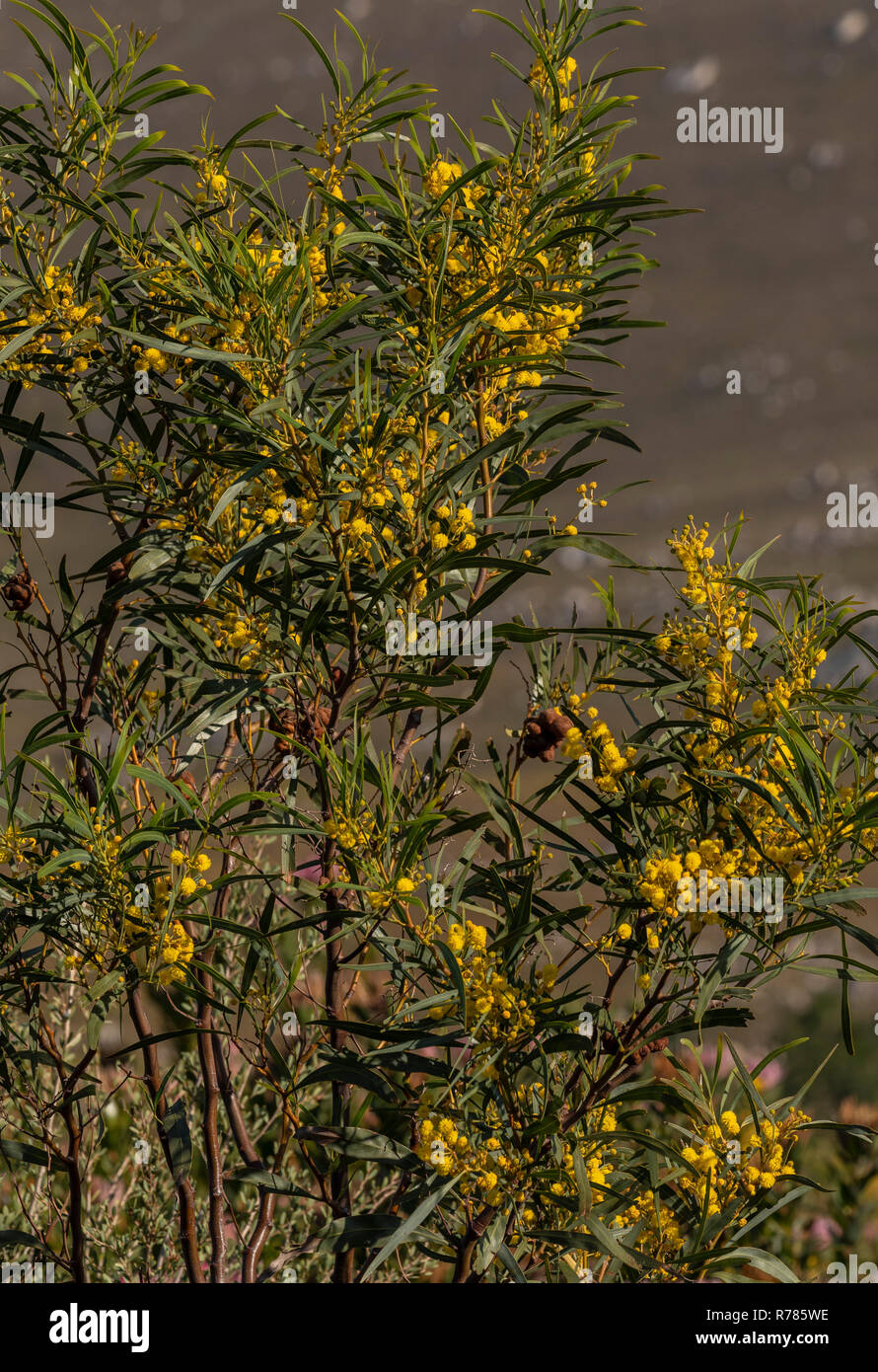 Port Jackson, Acacia saligna con un gallo-la formazione di ruggine fungo, Uromycladium tepperianum, utilizzato per il controllo di esso. Sud Africa. Foto Stock