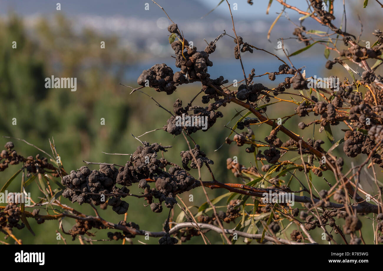 Un gallo-la formazione di ruggine fungo, Uromycladium tepperianum, su Port Jackson, Acacia saligna - introdotto come un controllo biologico. Cape, Sud Africa. Foto Stock