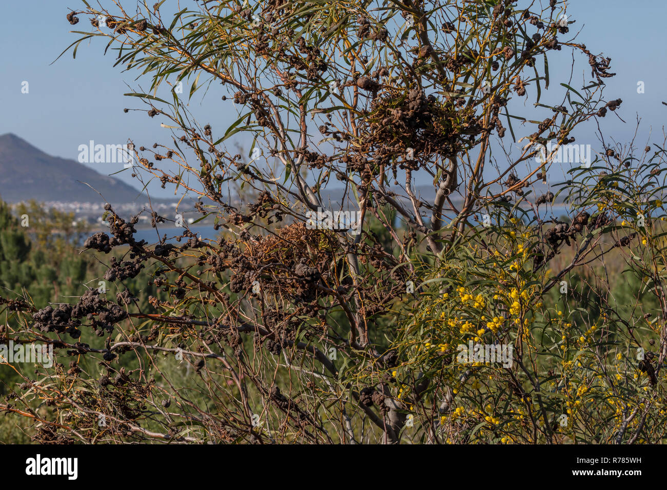 Un gallo-la formazione di ruggine fungo, Uromycladium tepperianum, su Port Jackson, Acacia saligna - introdotto come un controllo biologico. Cape, Sud Africa. Foto Stock