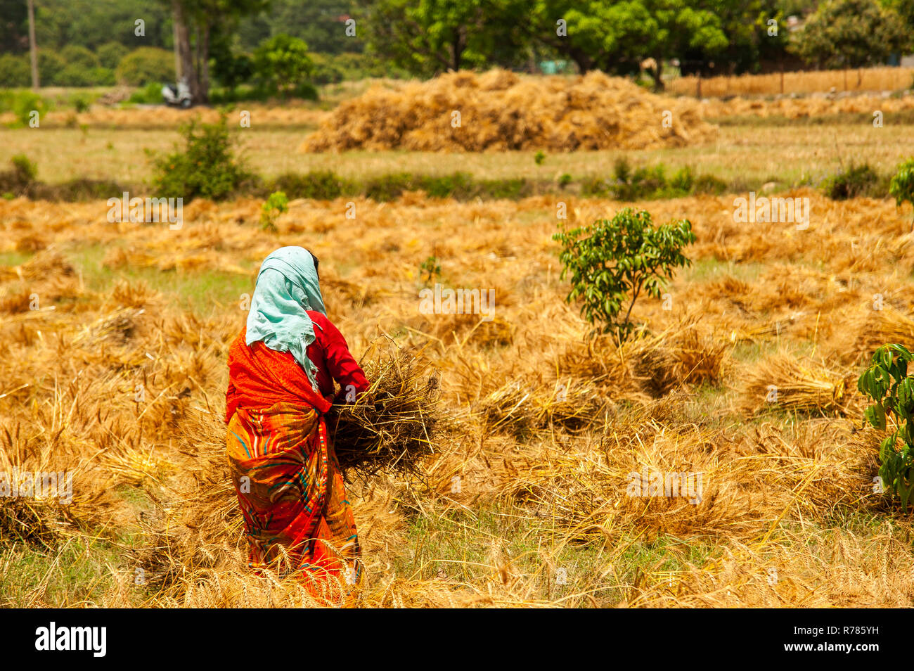 Donna indiana che lavora sul campo nella periferia di Kaladhungi, Uttarakhand, India Foto Stock