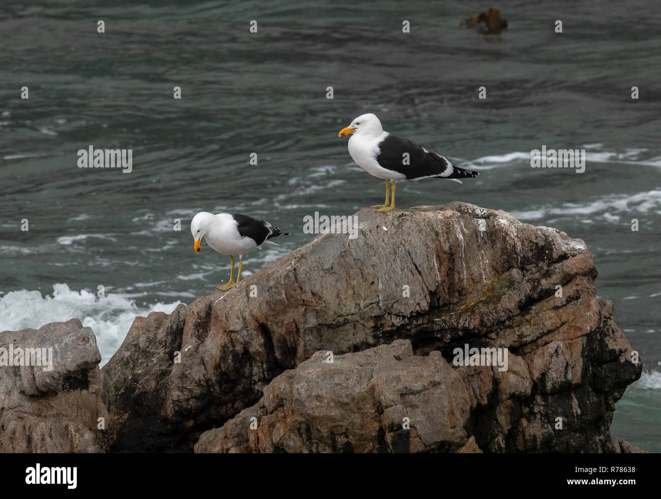 Kelp Gabbiano, Larus dominicanus, coppia sulle rocce costiere, Western cappuccio, Soutrh Africa. Foto Stock