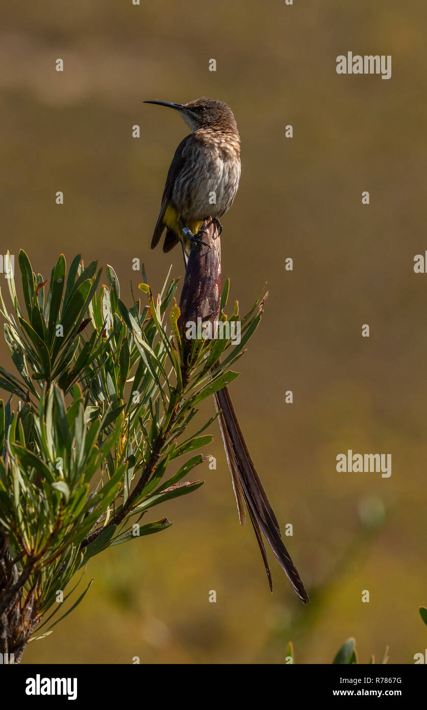 Maschio sugarbird del Capo, Promerops cafer, arroccato in un sugarbush in fynbos, Fernkloof, Western Cape, Sud Africa. Foto Stock