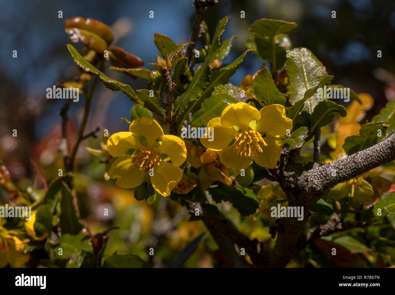 Il carnevale Bush, Ochna serrulata, in fiore; in South African giardino; dall'Australia. Foto Stock