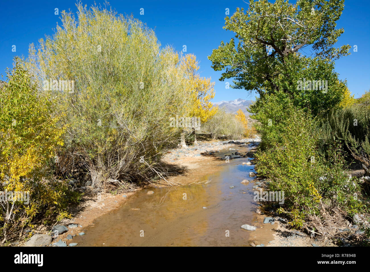 Prosciugamento fiume Kyzyl-Chin in Chui steppa, Altai Repubblica Foto Stock