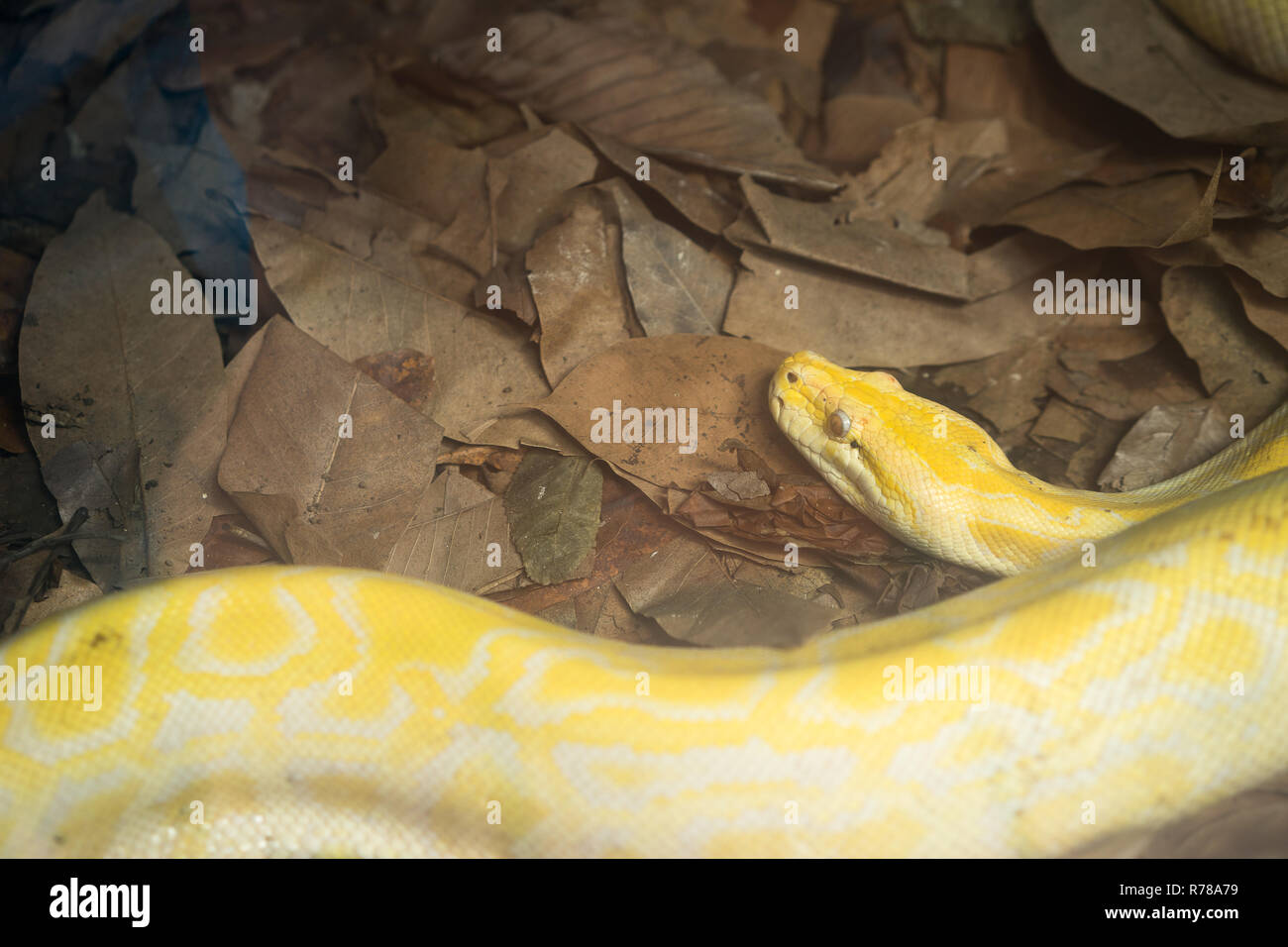 Giallo pitone birmano Snake sul pavimento della gabbia a specchio Foto Stock