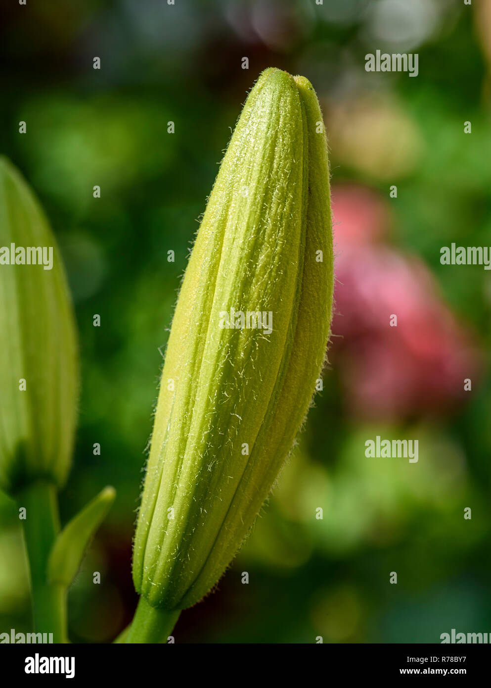 Non soffiati lily bud su un giorno di estate Foto Stock