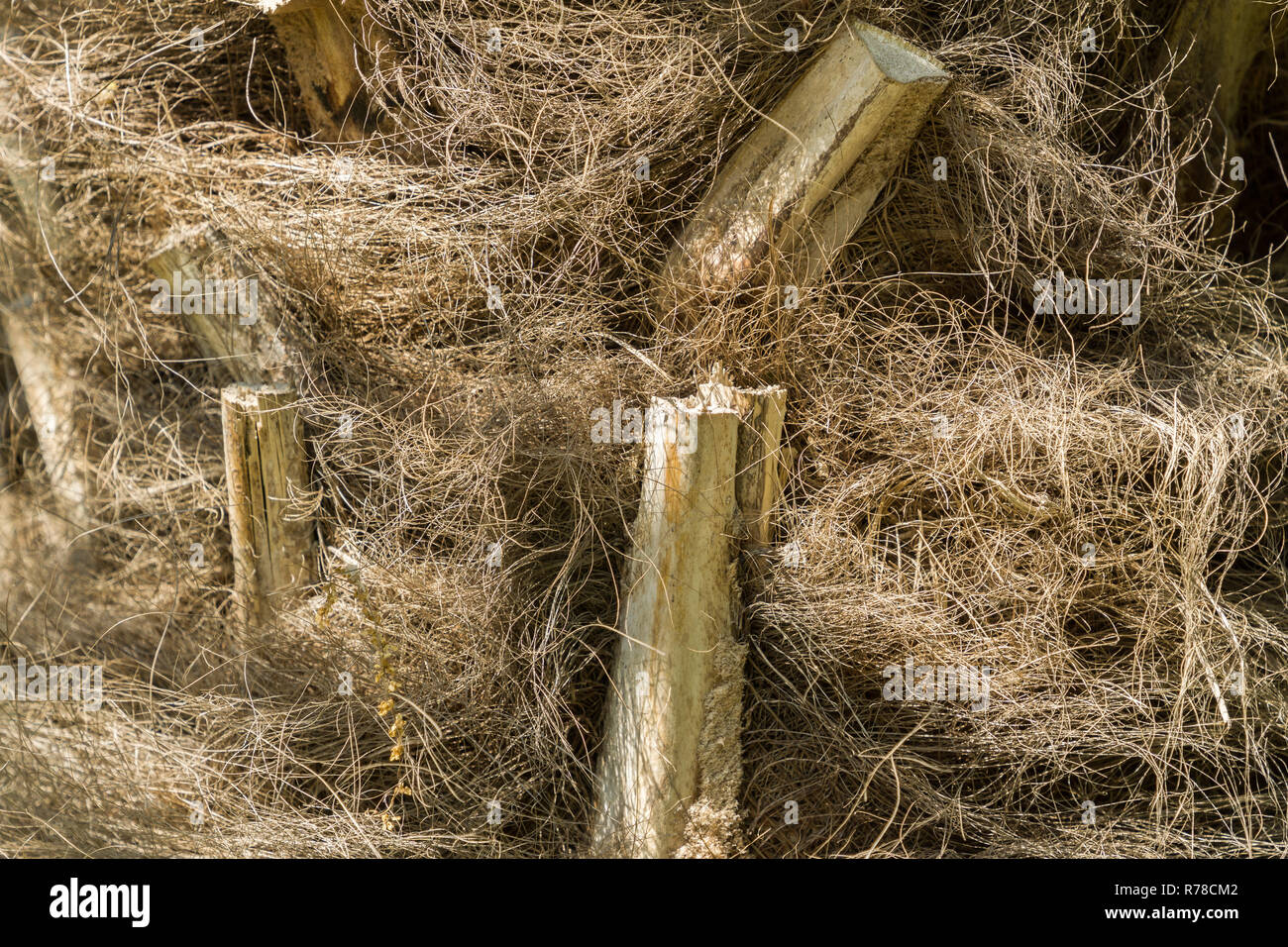 Close-up del marrone fibra vegetale di una Palma. Foto Stock